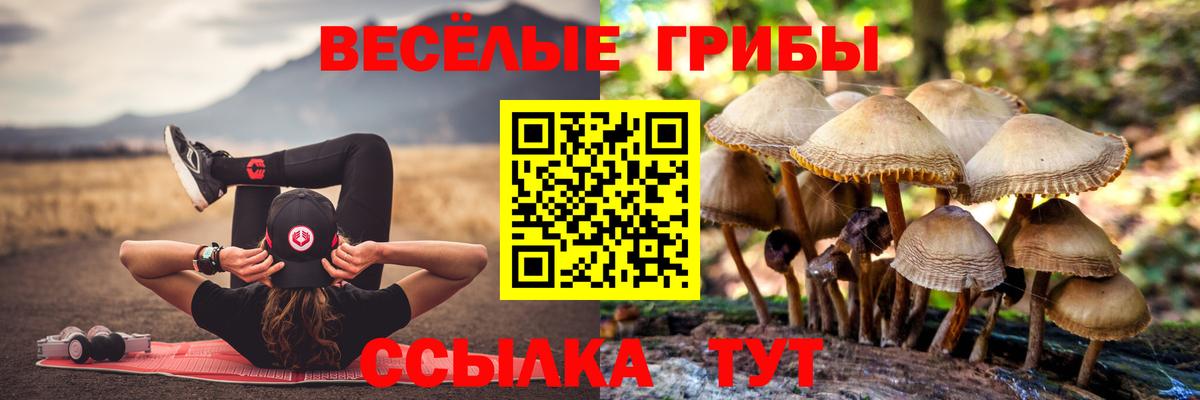 Сланцы  Галлюциногенные грибы Psilocybine cubensis  как найти   Псилоцибиновые грибы мицелий  Вход с VPN 