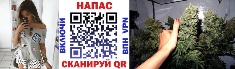 Конопля Amnesia  купить наркотик  Сланцы 